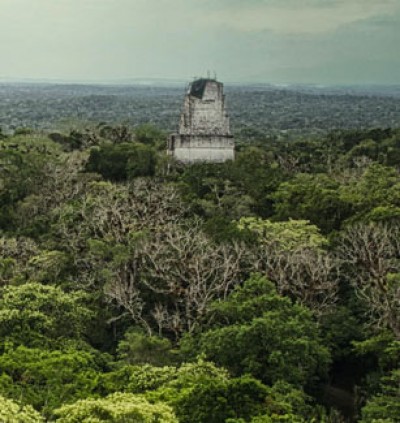 El proyecto forestal en Guatemala de Verstraete