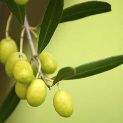 Residuos del aceite de oliva se transforman en un film para envasar alimentos